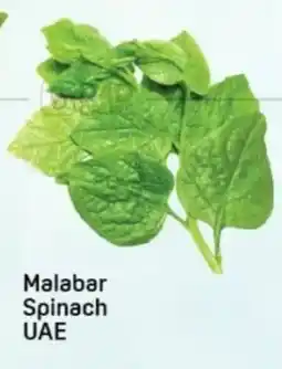 Day To Day Malabar Spinach UAE offer