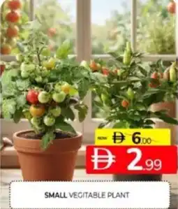 Al Madina Hypermarket Small vegitable plant offer