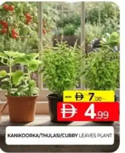 Al Madina Hypermarket Kanikoorka/thulasi/curry leaves plant offer