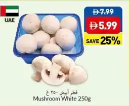 Viva Mushroom white offer