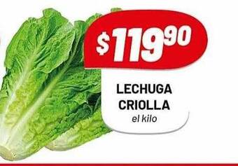 Almacor Lechuga criolla oferta
