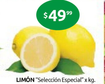 Cordiez Limón oferta