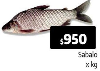 Autoservicio Capo Sabalo oferta