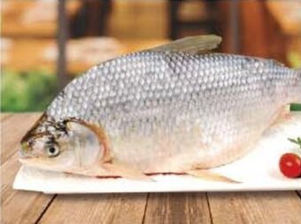 Coto SABALO EVISCERADO CONGELADO, X KG. oferta