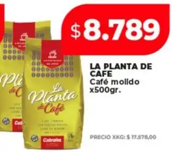 Supermayorista Vital La planta de café molldo oferta