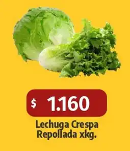 Autoservicio Capo Lechuga crespa repollada oferta