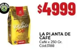 Diarco La pianta de café oferta