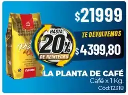 Diarco La planta de café oferta