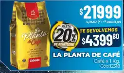 Diarco La planta de café café oferta