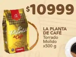 Nini Mayorista La planta de café oferta