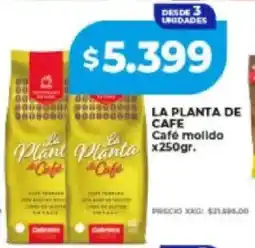 Supermayorista Vital La planta de café molido plant planta oferta