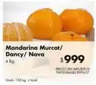 Disco Mandarina murcot/ dancy/ nova oferta