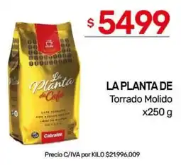 Nini Mayorista La planta de cafe oferta