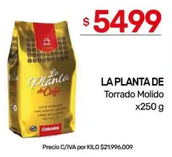 Nini Mayorista La planta de cafe oferta