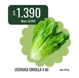 Super MAMI Lechuga criolla oferta