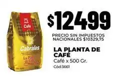 Diarco Cabrales - café la planta de café cód:3661 oferta
