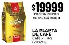 Diarco La planta de café - café x 1 kg. cód:12318 oferta