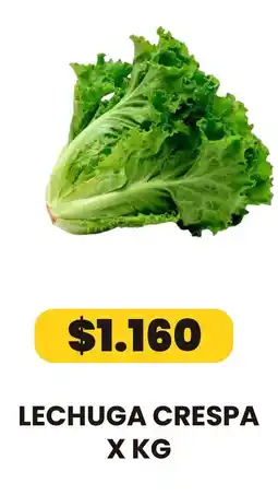 Autoservicio Capo Lechuga crespa oferta