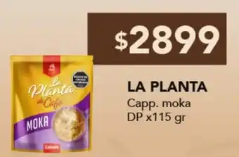 La planta capp. moka