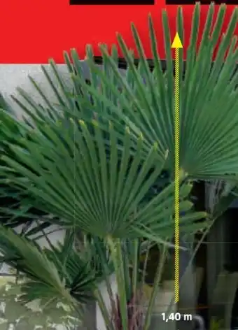 Bauhaus Palme Trachycarpus Angebot