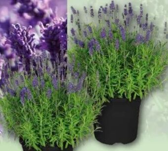 Norma Lavendel Angebot