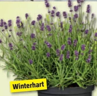 Bauhaus Lavendel Angebot