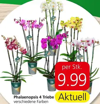 Eurospar Phalaenopsis 4 Triebe Angebot