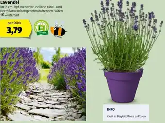 Hofer Lavendel 17 cm Angebot