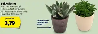Hofer Sukkulenten 13 cm Angebot