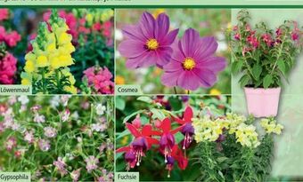Norma Sommerblumen Mix Angebot