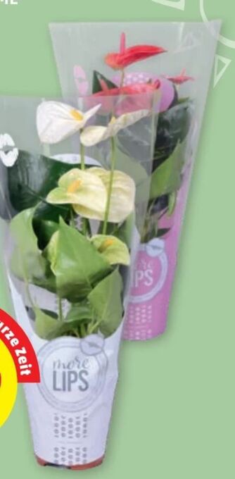 PENNY Flamingoblume More Lips Angebot