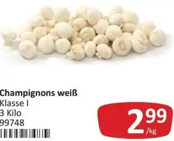 Kastner Champignons Weiß 3kg Angebot