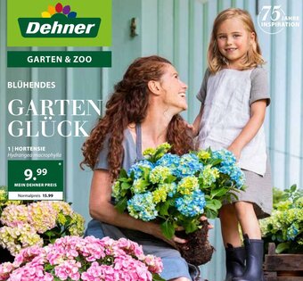 Dehner Hortensie Angebot