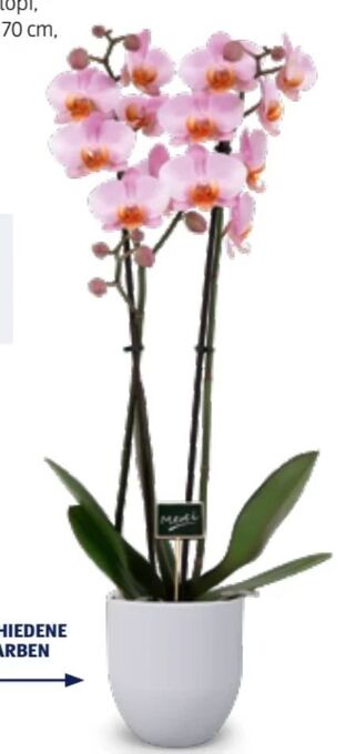 Hofer Orchidee Schulschluss Angebot
