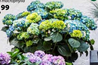 Hortensie