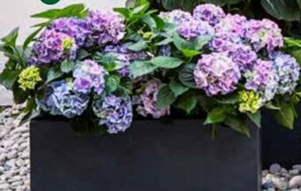 Dehner Hortensie Magical Angebot
