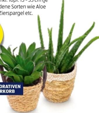 Hofer Grünpflanzen Angebot