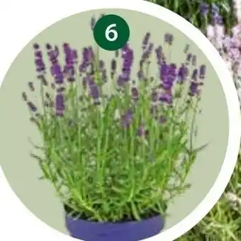 Dehner Lavendel Dark Surprise Angebot