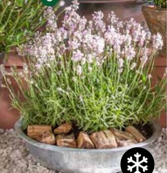 Dehner Lavendel Angebot