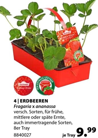 Erdbeeren