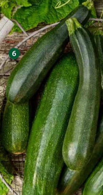 Dehner Zucchini Grün Angebot