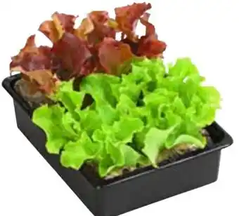 Dehner Pflücksalat Mix Schale Angebot