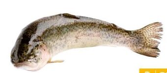 Transgourmet Forelle Angebot