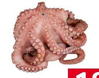 Transgourmet Octopus Blume Angebot