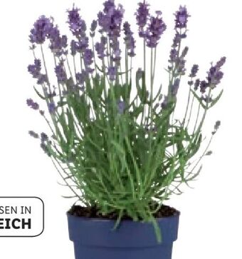 Lidl Lavendel Angebot