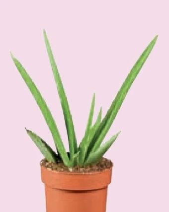 Lidl Aloe Vera Angebot