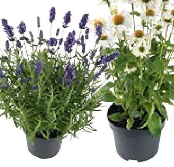 Lagerhaus Stauden Mix Bee Happy Angebot