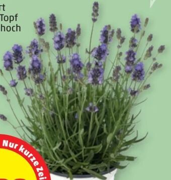 PENNY Echter Lavendel Angebot