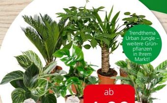 Eurospar Grünpflanzen Angebot