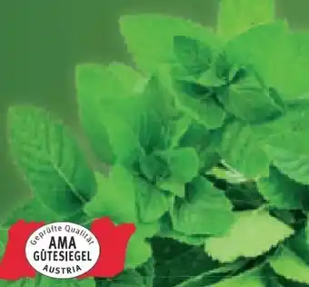 Lidl Minze Angebot